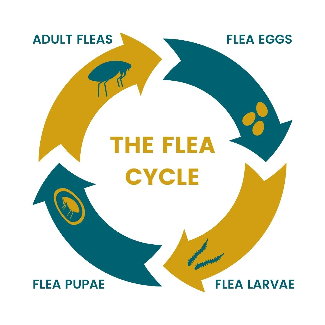 The Life Cycle of Fleas, Dogs Pets, Cats