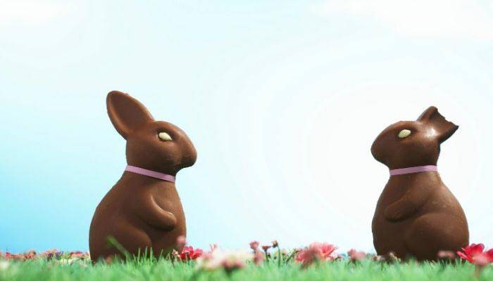 Two chocolate bunnies, one with ears bitten off