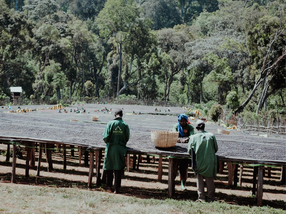 Der Rohkaffee der Halo Beriti Farmer:innen trocknet auf Hochbetten in der Sonne der Washing Station Chelchele
