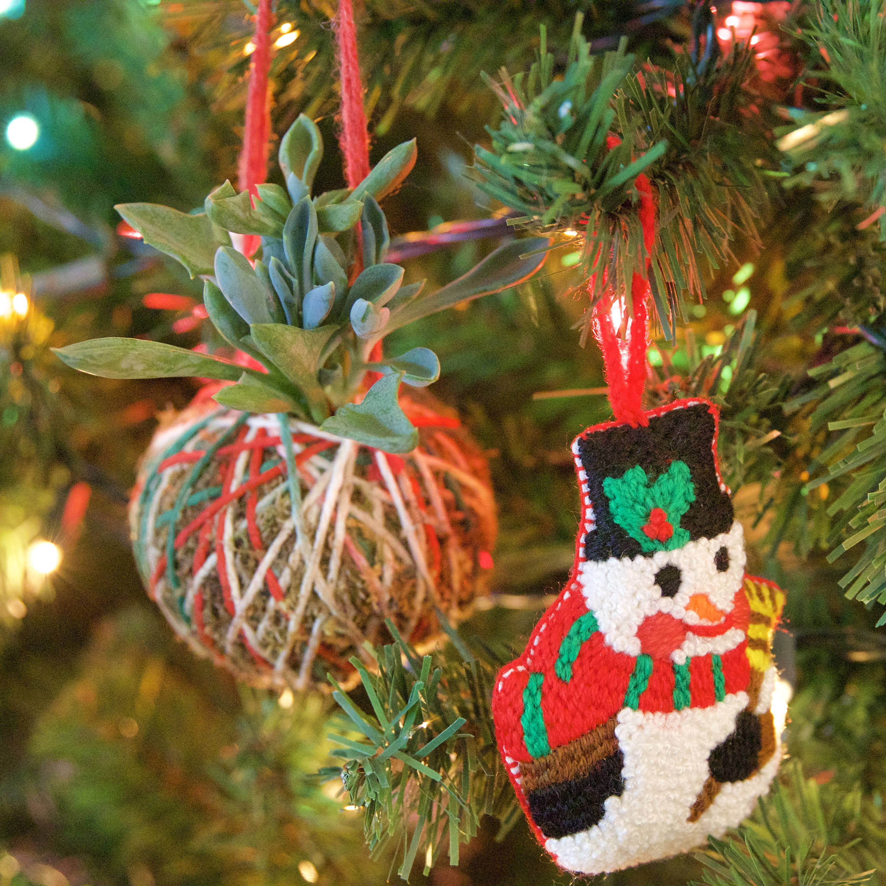 Living Succulent Christmas Tree Ornaments DIY Guide