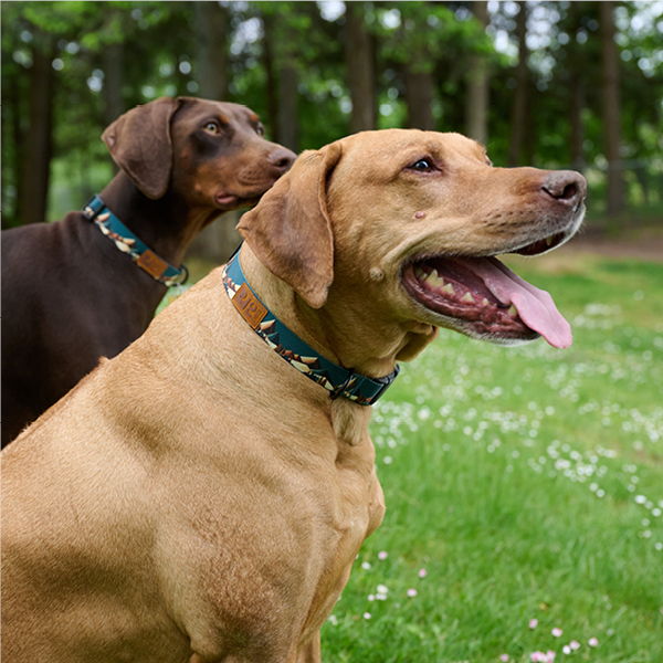 Two dogs standing in a grassy area with trees in the background.