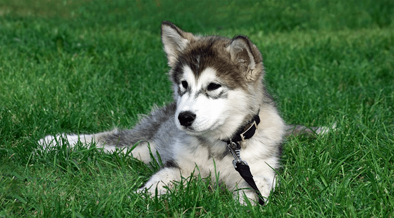 Breed Guide: The Corgi Husky Mix – petventuresbook