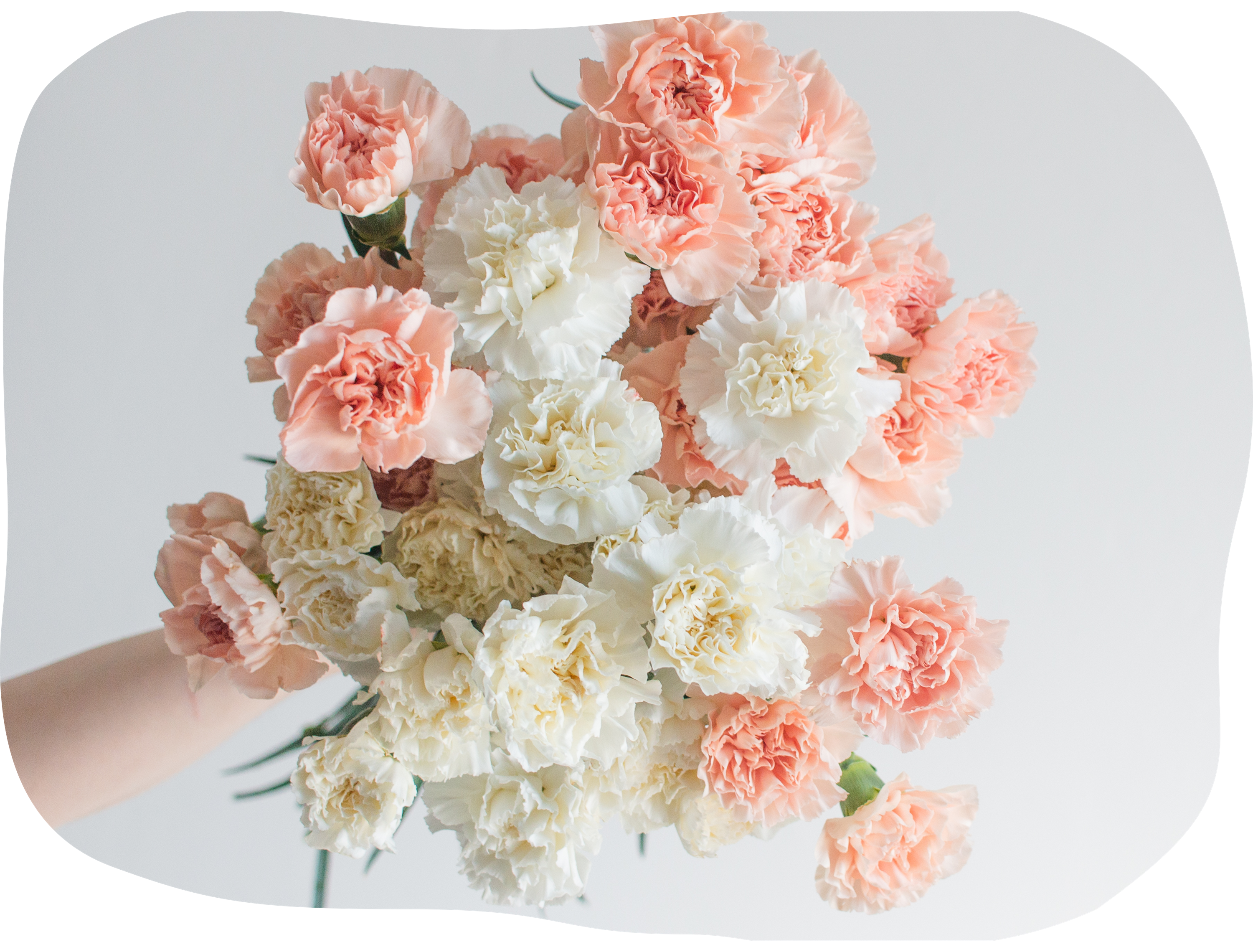 Pale Yellow Carnations, Bulk DIY Wedding Flowers, Flower Moxie