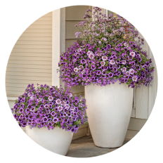 2 white containers planted with purple sparkle and glow superbena