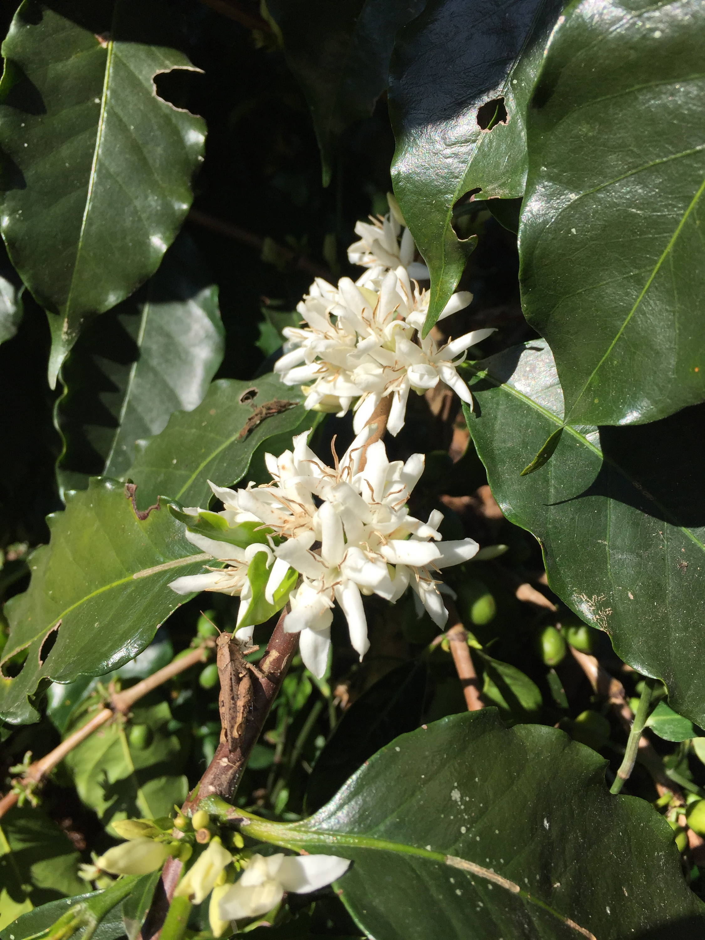 Ein Kaffeebaum blüht oft, während er Früchte trägt. Sie können die neuen grünen Früchte im Hintergrund an anderen Zweigen des blühenden Baumes sehen.
