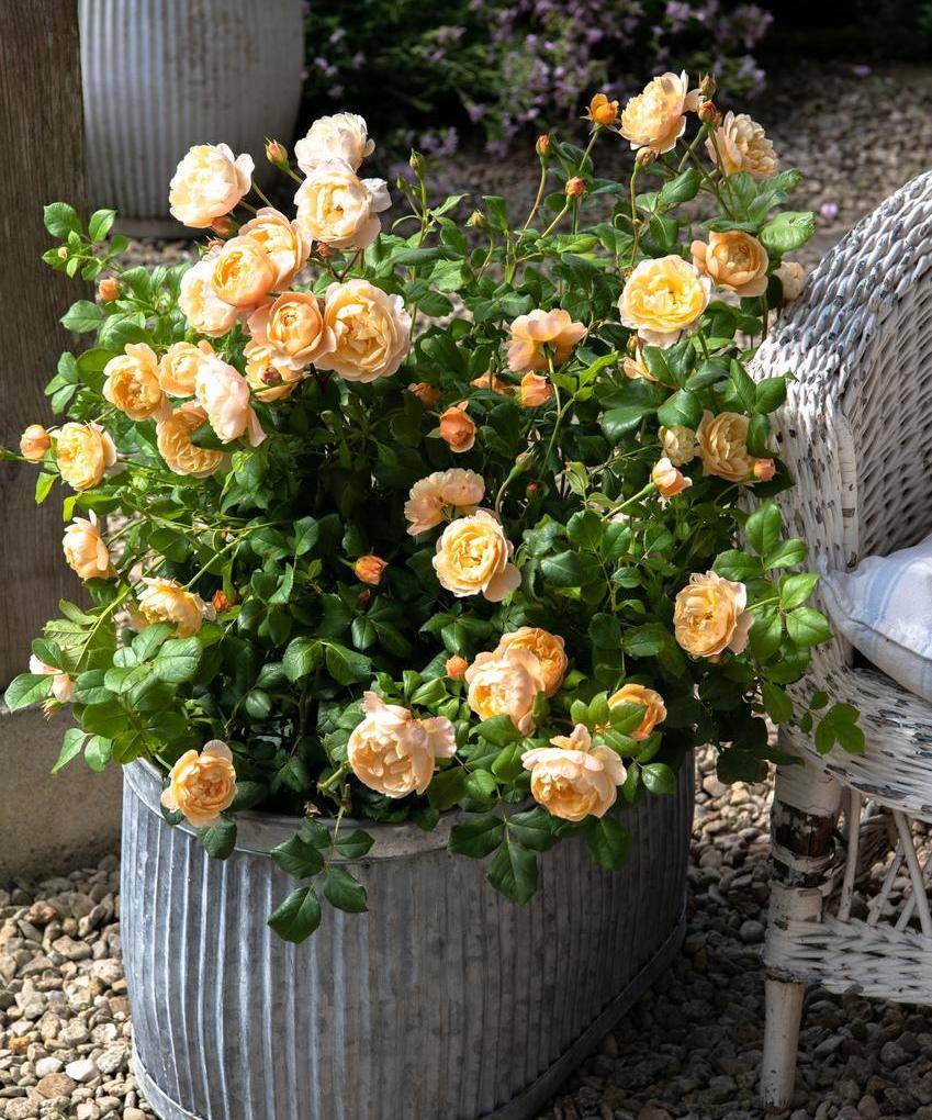 How to Grow Roses in Containers