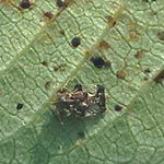 Lace Bug
