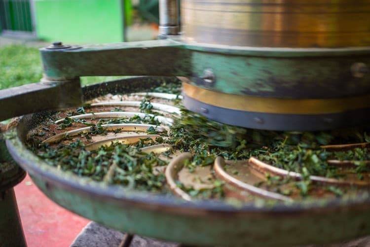 The Wild Tea Guide: History, Kinds, Brewing – Wild Foods