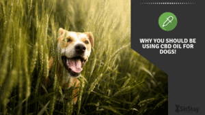 Why you should be using CBD oil for dogs!