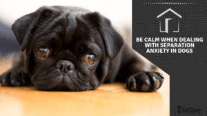 Be calm when dealing with separation anxiety in dogs
