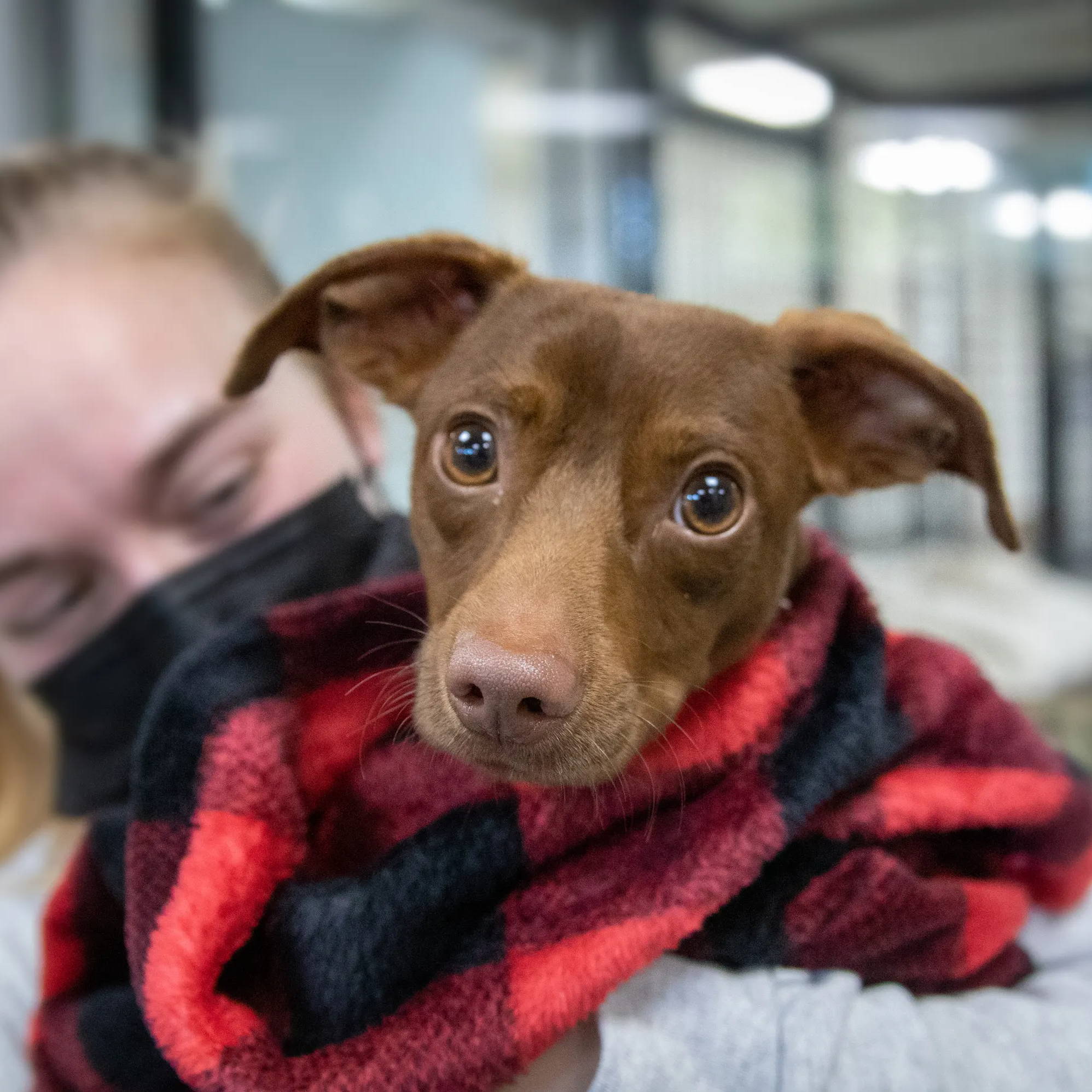 a little brown shelter dog wrapped up in a red and black tall tails blanket being held by a shelter worker