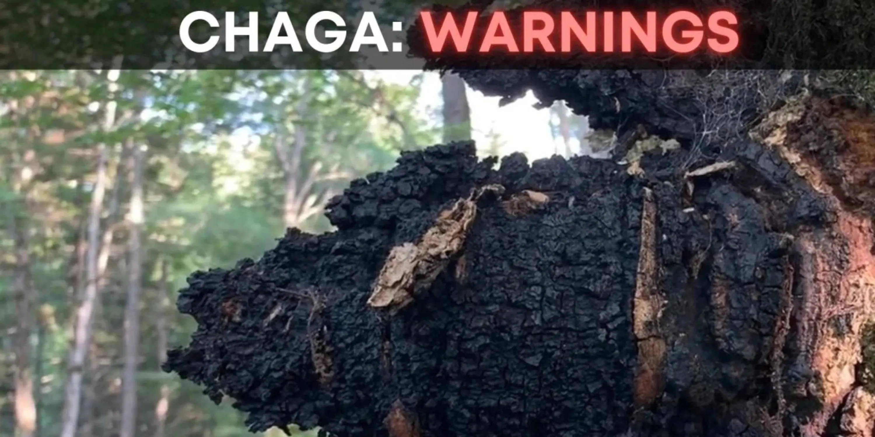 Chaga on a tree in the forest with text overlaid reading, Chaga:Warnings