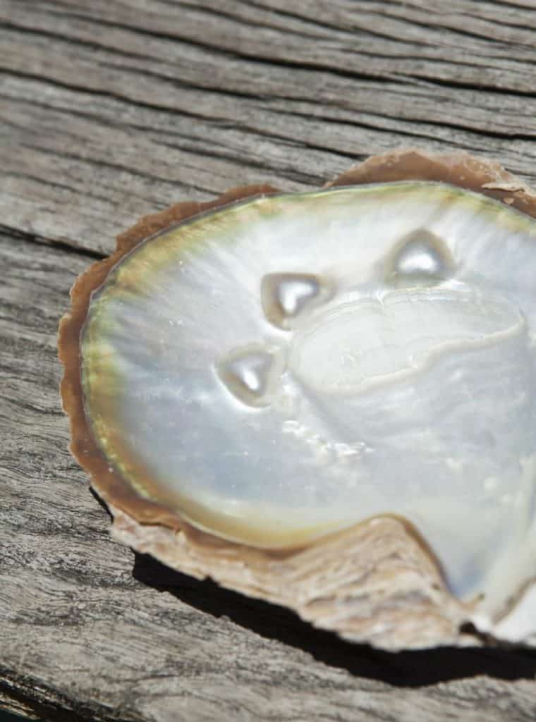 Oyster with Pearls