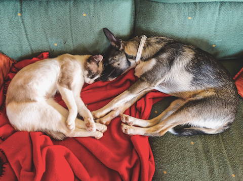 Cat and dog sleeping together on a couch