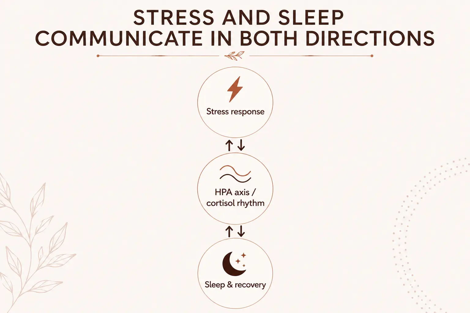 Diagram illustrating the two-way relationship between stress, cortisol regulation and sleep.