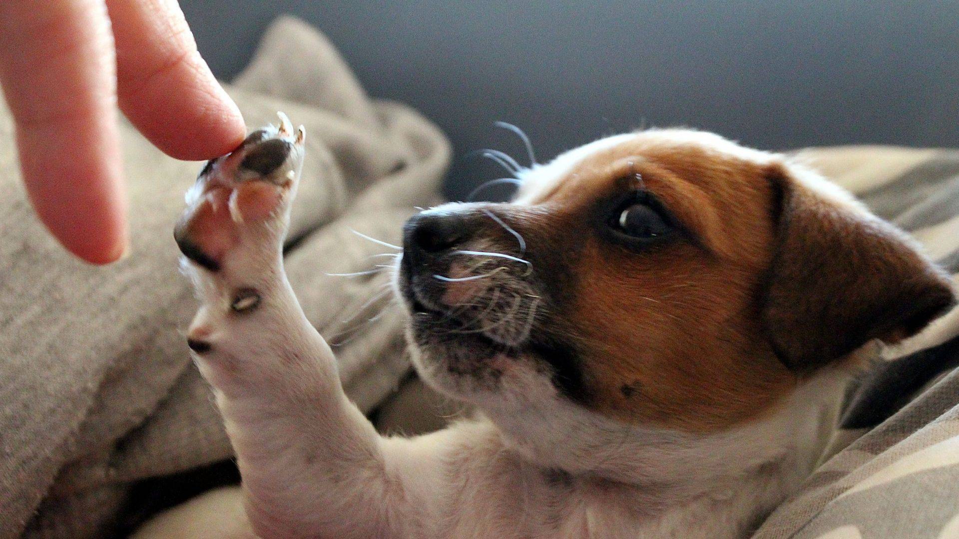 fostering a dog during pandemic