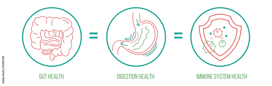 Illustration, die den Zusammenhang zwischen Gehirn-, Magen- und Immungesundheit zeigt.