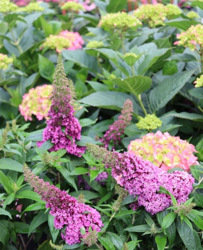 Photo of Photo of Pugster Pinker® Butterfly Bush