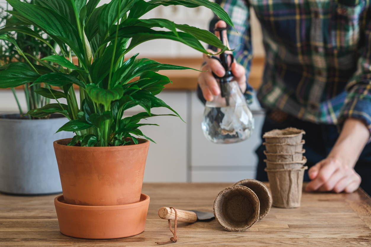 Misting the Leaves of a Peace Lily at The Good Plant Co