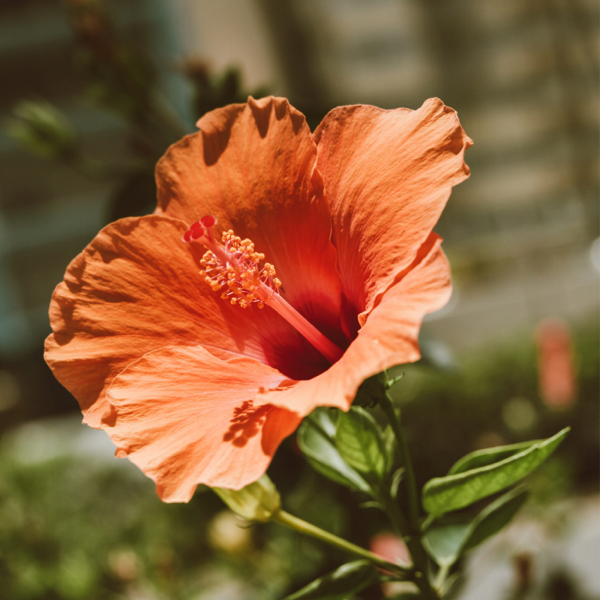 Boxhill hibiscus adds a tropical touch to your outdoor design.