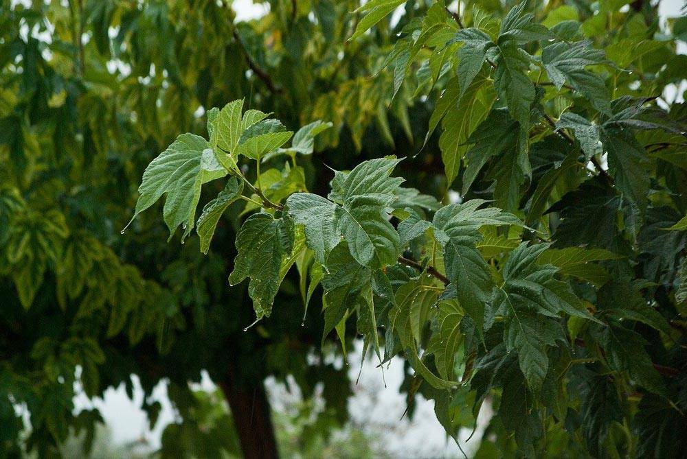 Hojas de morera con gotas de lluvia