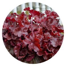 Dolce® 'Cherry Truffles' Coral Bells planted in the ground