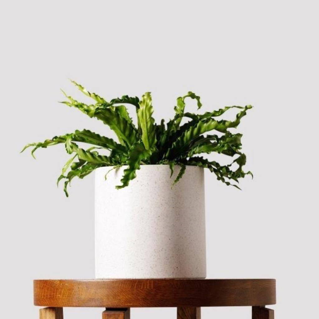  Birds Nest Fern in Jardin Terrazzo Pot in White from The Good Plant Co