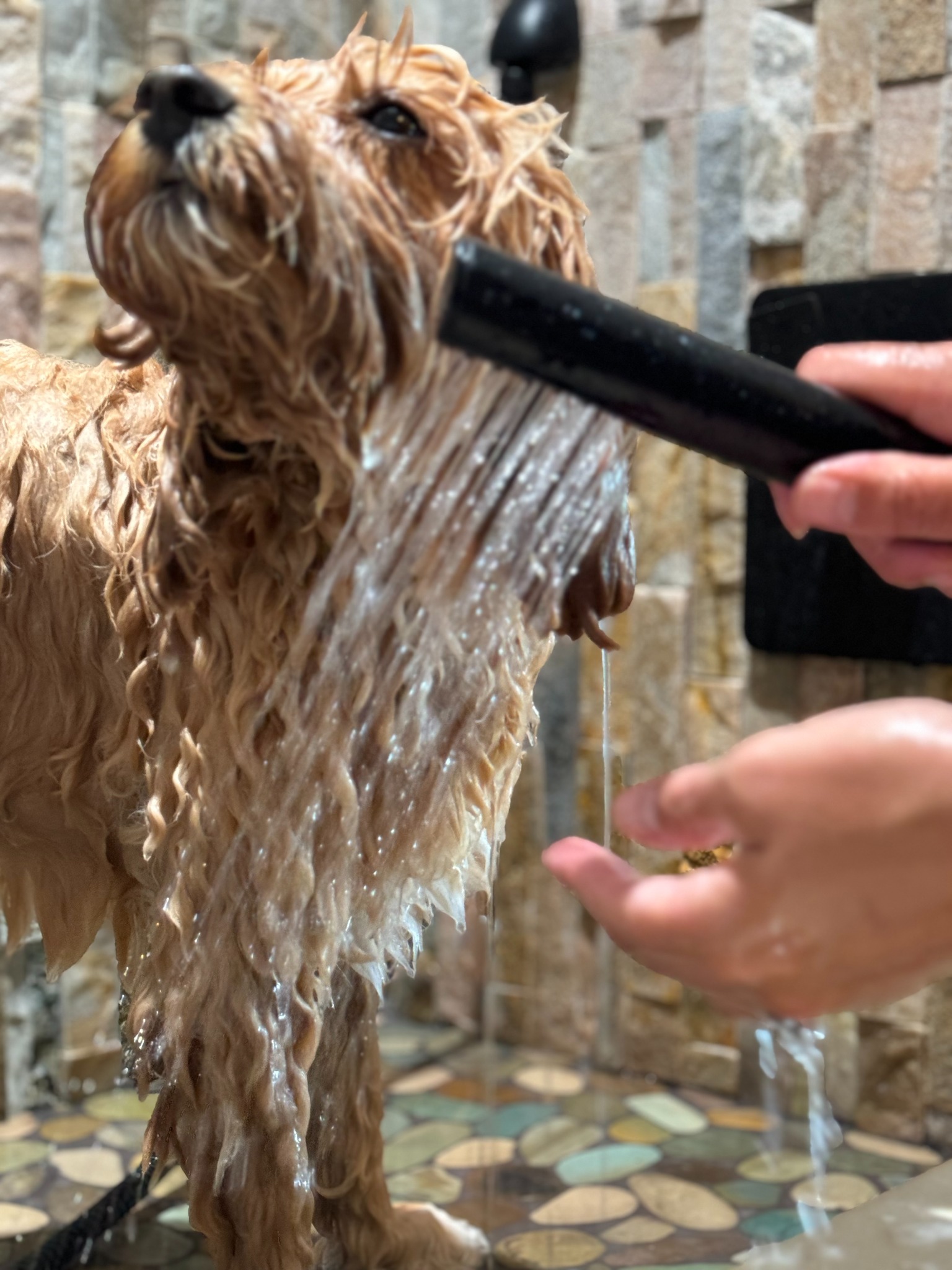 A dog being gently rinsed in the stone shower at Treated Groom Spa