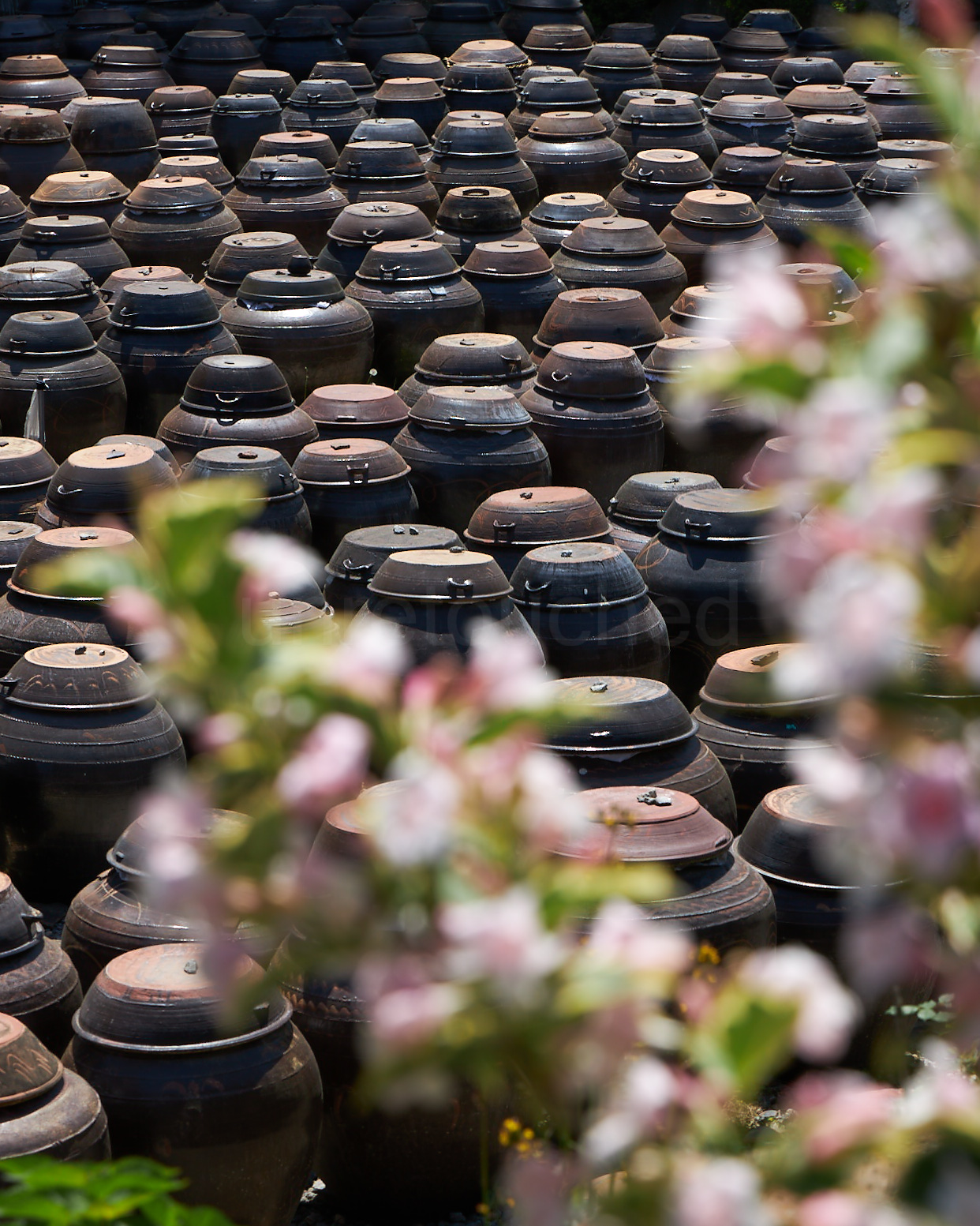 A field of clay pots with blooming flowers in the foreground.