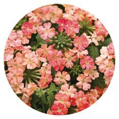 Plant photo highlight of Superbena® Peachy Keen