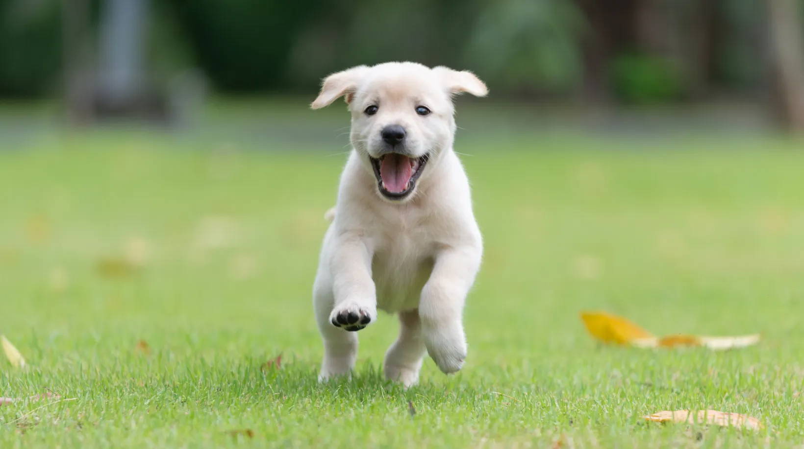 puppy running outside