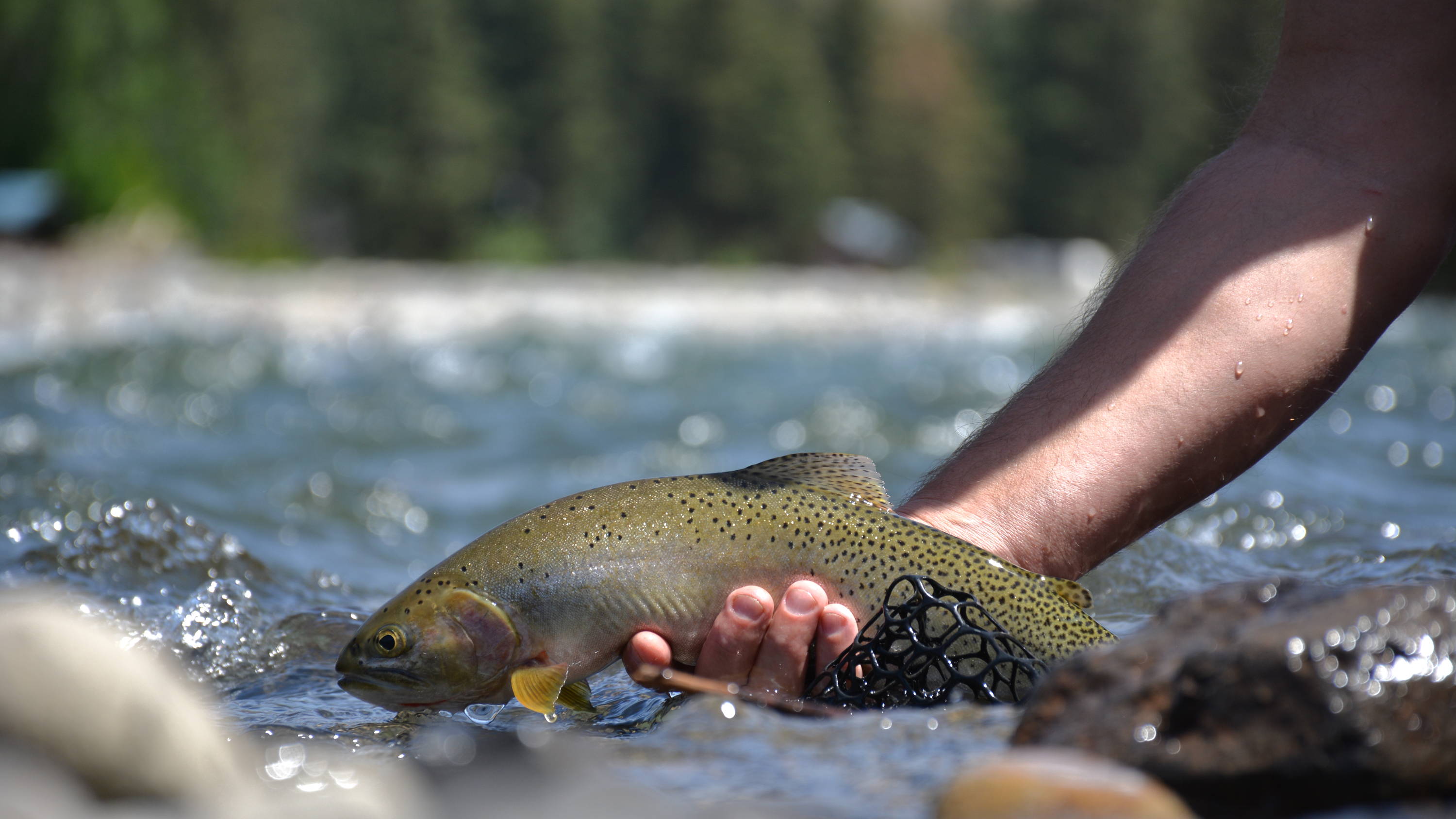 Naches River Fly Fishing Trips – Red's Fly Shop