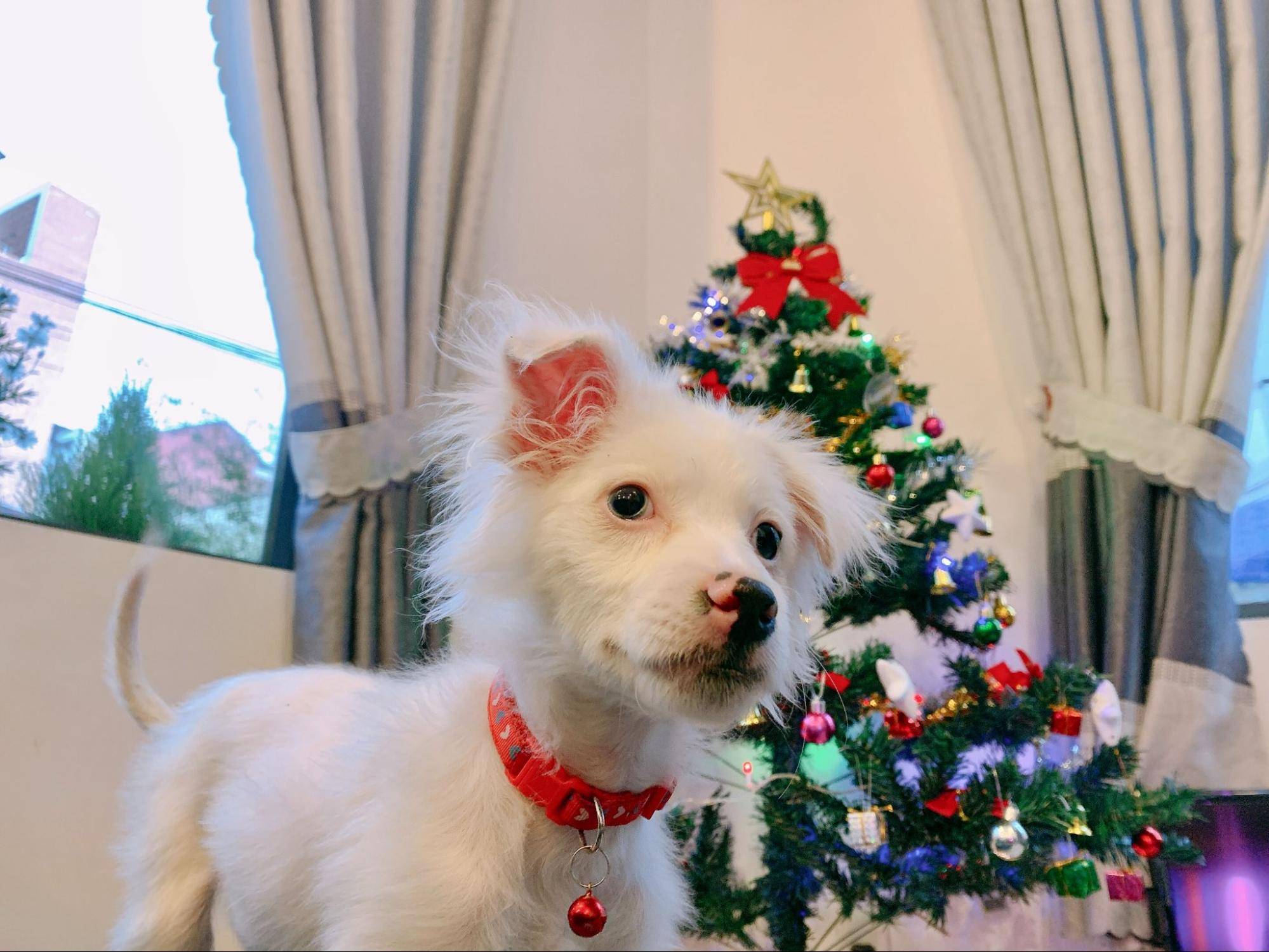 celebrate Christmas with my dog