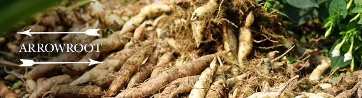 High Quality Organics Express arrowroot pulled from earth