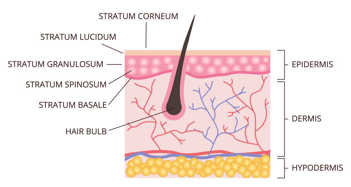 Diagram of skin structure with labeled components like hair follicle and blood vessels.