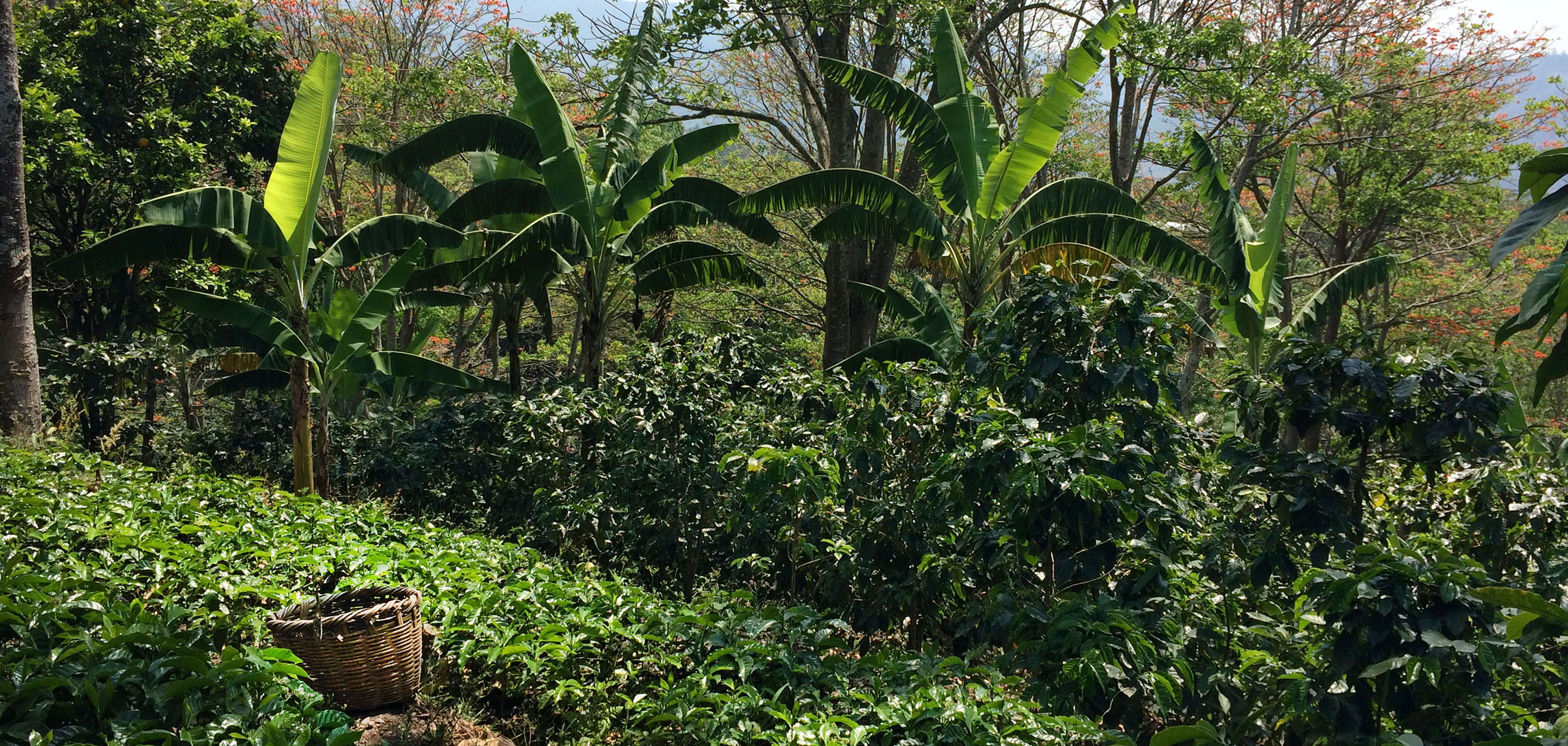 Lush green coffee plantation with banana trees in the background.