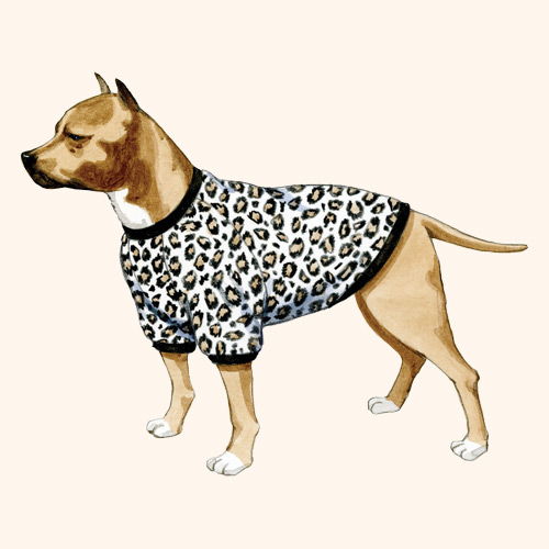 Dog wearing a leopard print sweater against a light background.