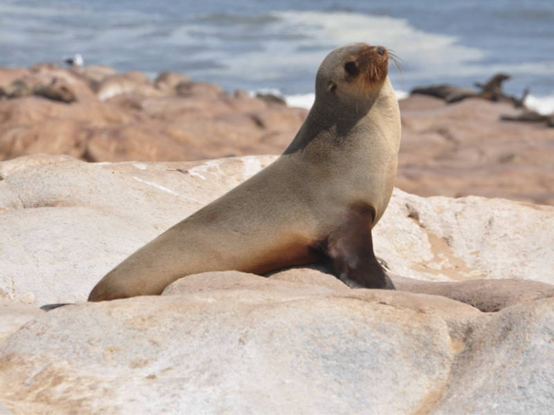 The 5 Best Spots To View Seals And Sea Lions In La Jolla Everyday 