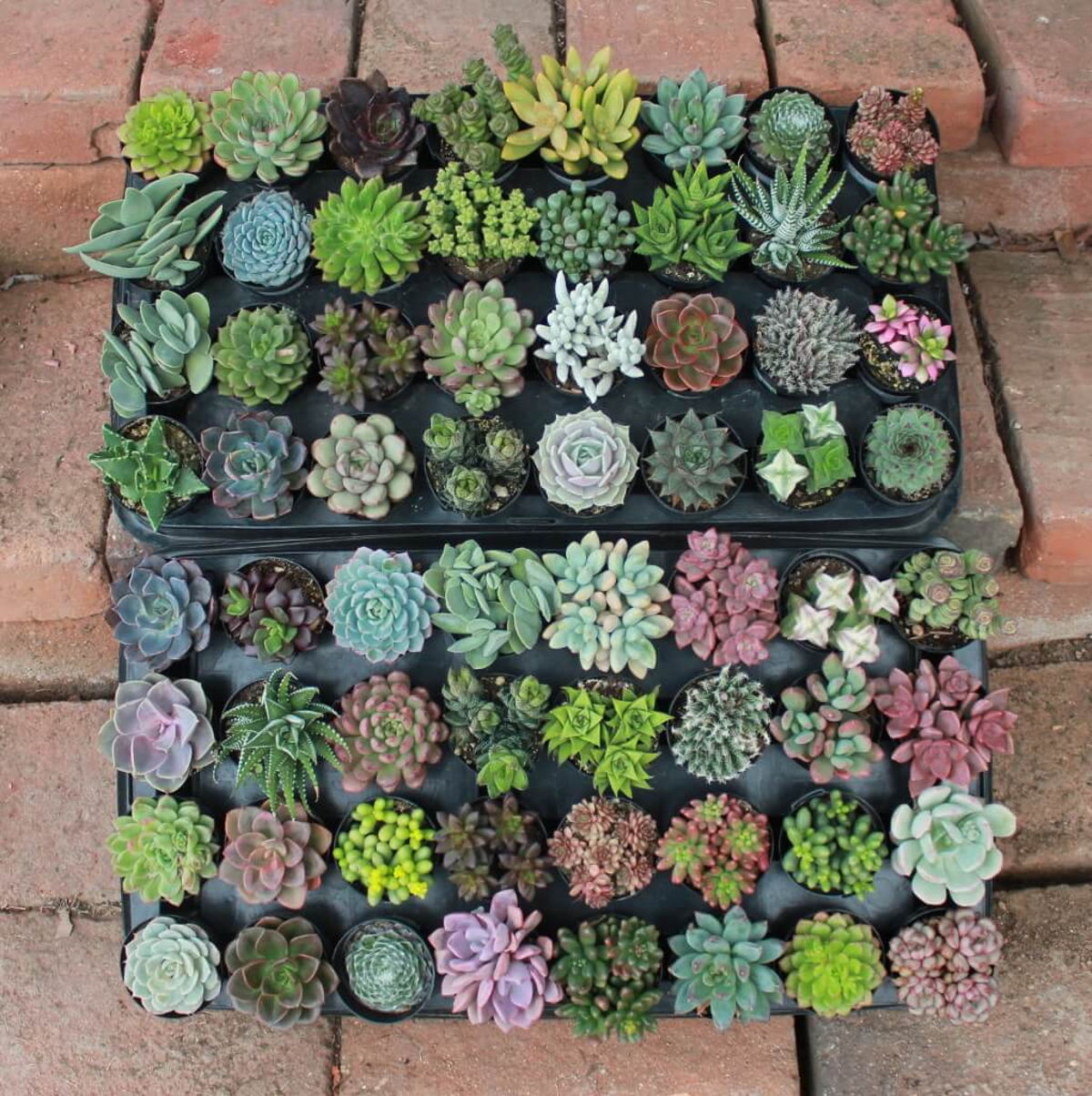 succulent subscription box monthly club