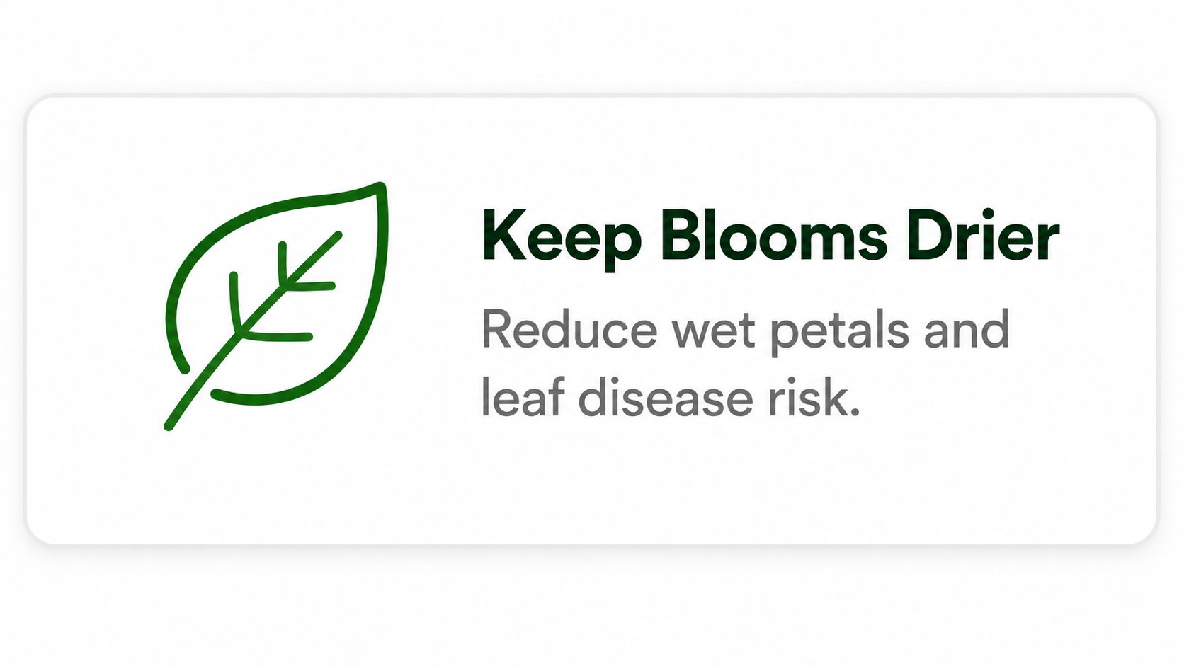 Keep Blooms Drier: Reduce wet petals and leaf disease risk.