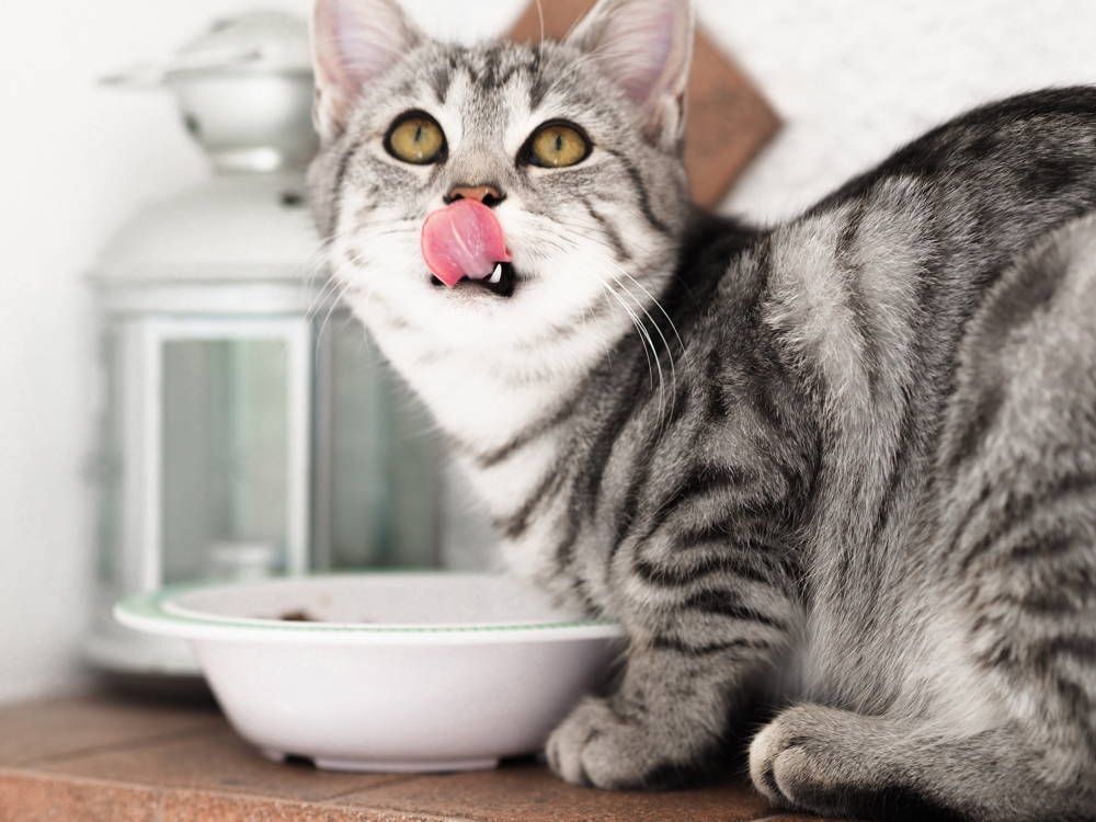 a kitten licking its lips in front of a food bowl