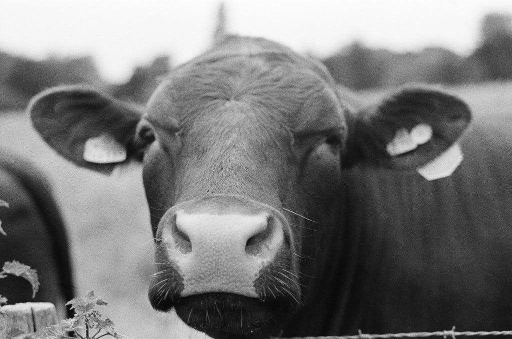 Bergger Pancro 400 Review - sample shots | Analogue Wonderland