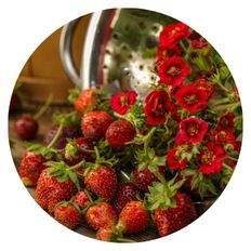 Seeds Berried Treasure® Pink Strawberry