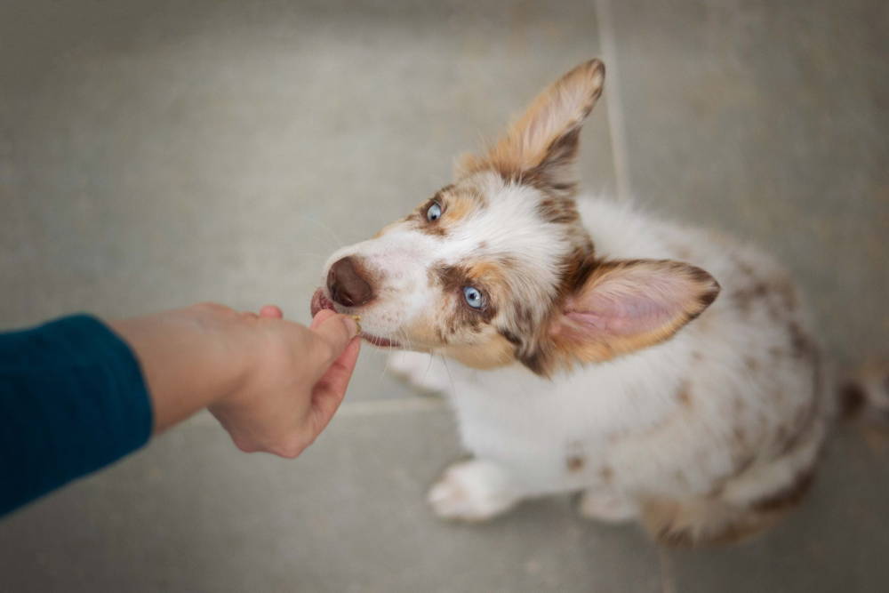 A dog receiving a treat for sitting down 