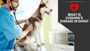 What is cushing's disease in dogs?