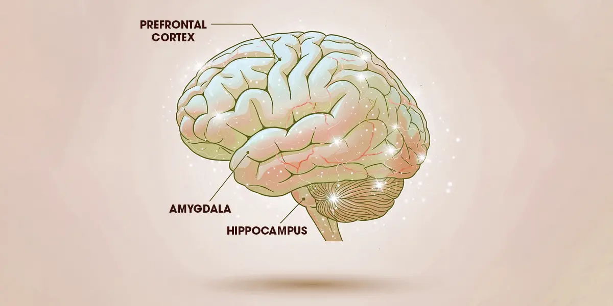 Illustration of a brain with labeled regions: prefrontal cortex, amygdala, hippocampus.