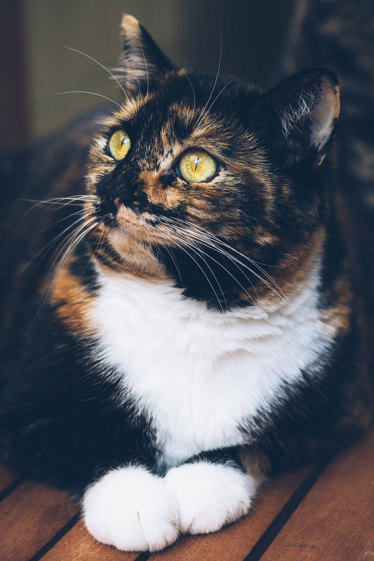 tortoiseshell and white cat with blue eyes