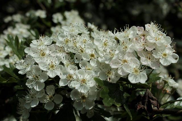 Blackthorn blossom