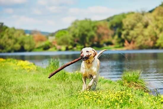 A golden retriever walking out of the water holding a stick 