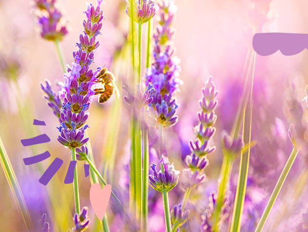 Lavender Flowers- Babo Botanicals